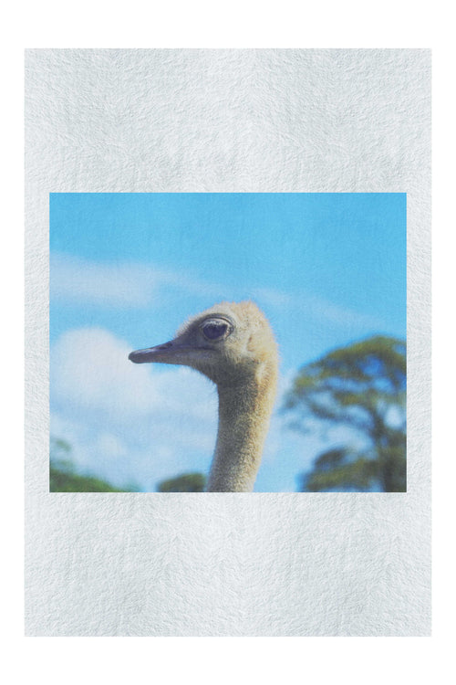 Ostrich Against Blue Sky - Fine Art Print - Wildlife Category
