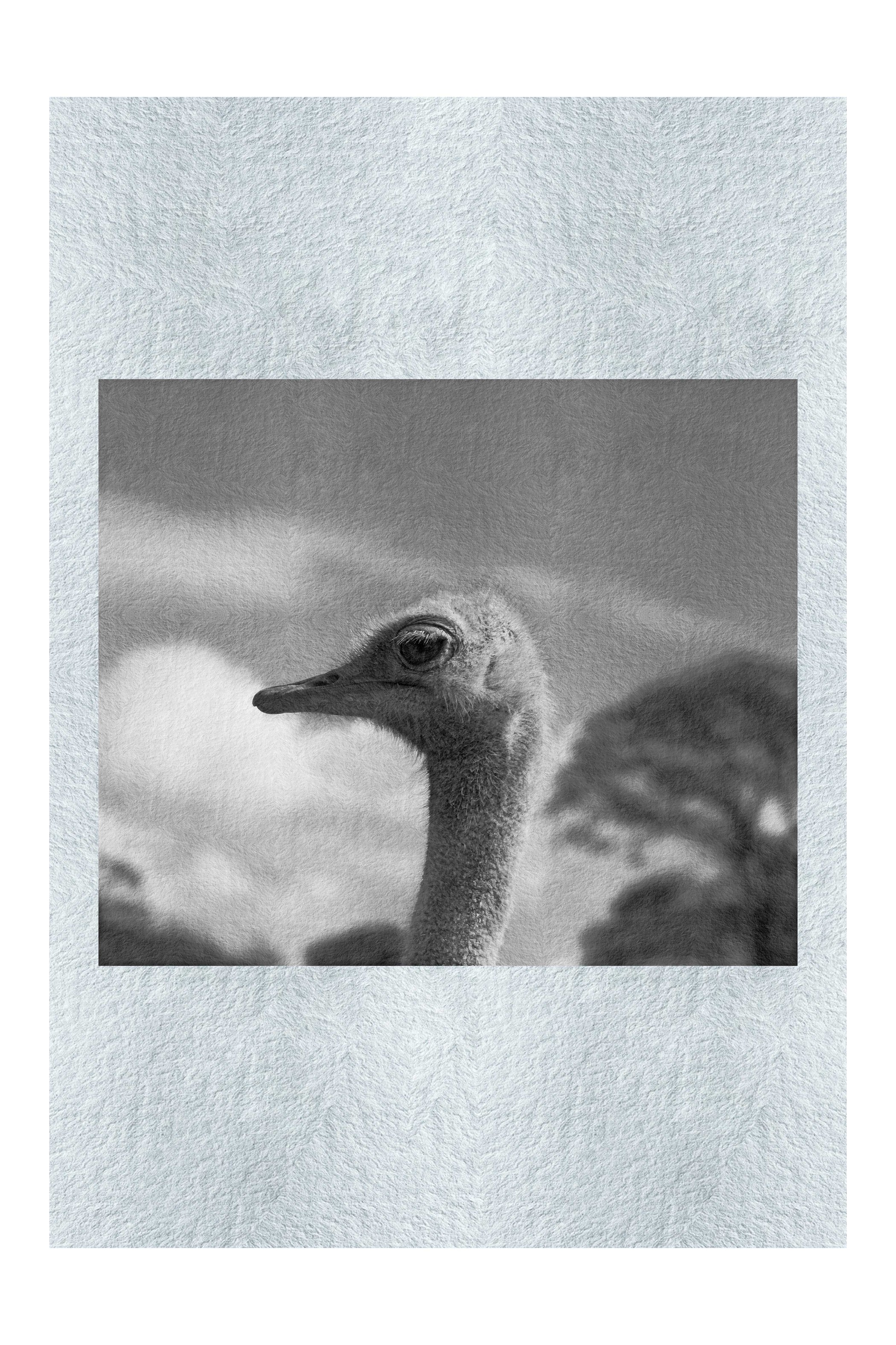 Ostrich Against Blue Sky - Monochrome Fine Art Print - Wildlife Category