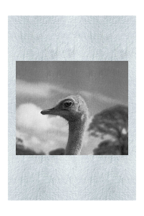 Ostrich Against Blue Sky - Monochrome Fine Art Print - Wildlife Category