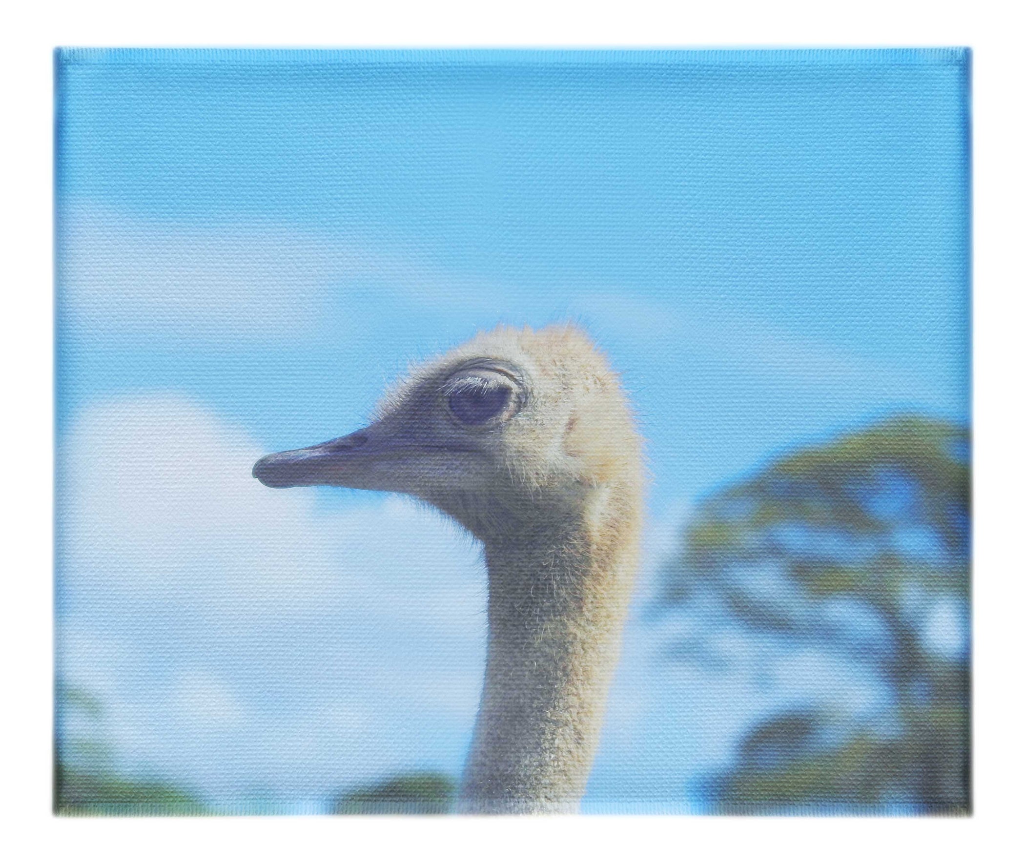 Ostrich Against Blue Sky - Canvas Print - Wildlife Category
