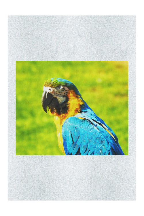 True Parrot - Fine Art Print - Wildlife Category