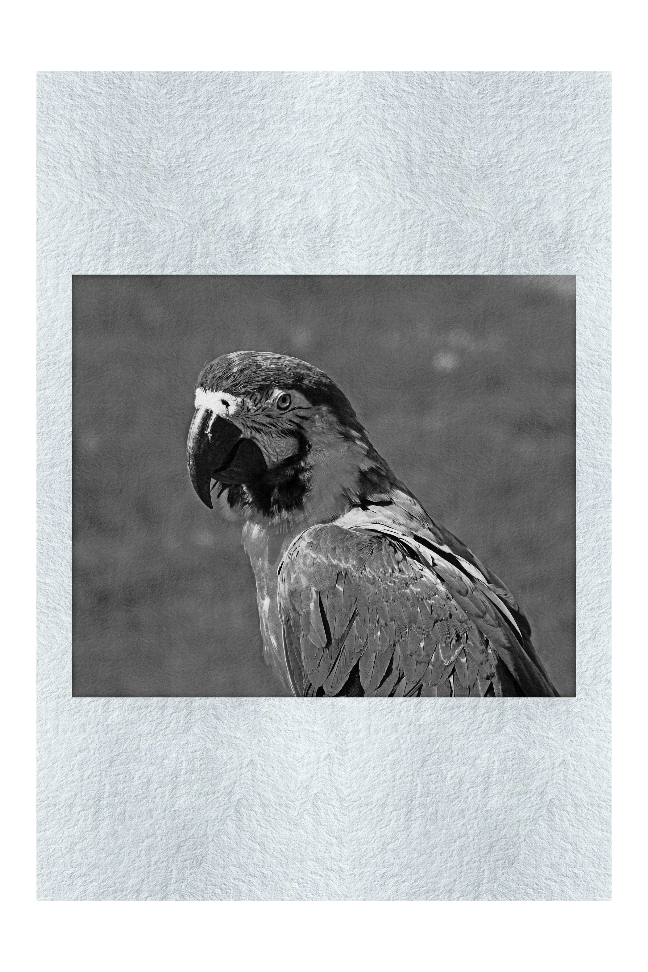 True Parrot - Monochrome Fine Art Print - Wildlife Category