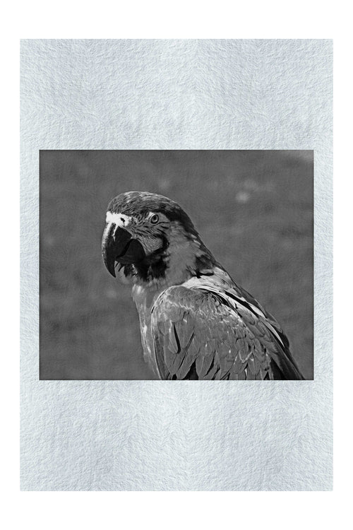 True Parrot - Monochrome Fine Art Print - Wildlife Category