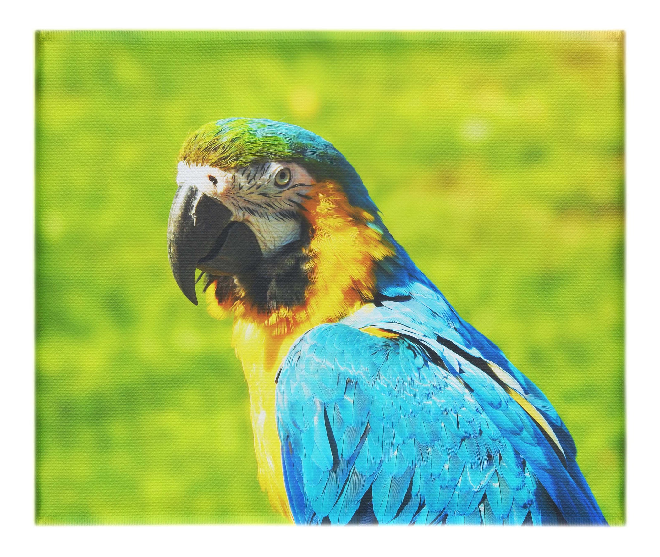 True Parrot - Canvas Print - Wildlife Category