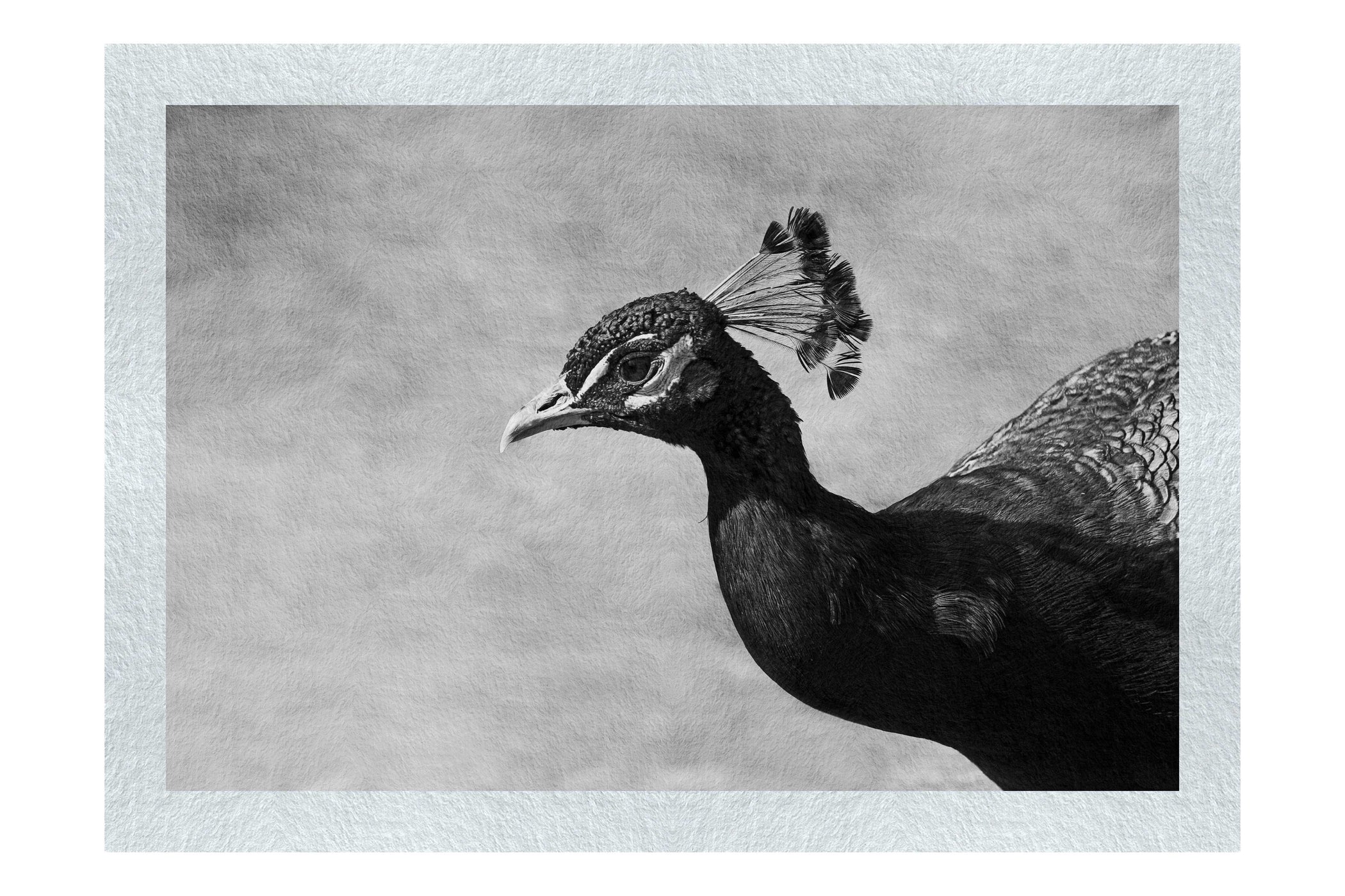 Peacock - Monochrome Fine Art Print - Wildlife Category
