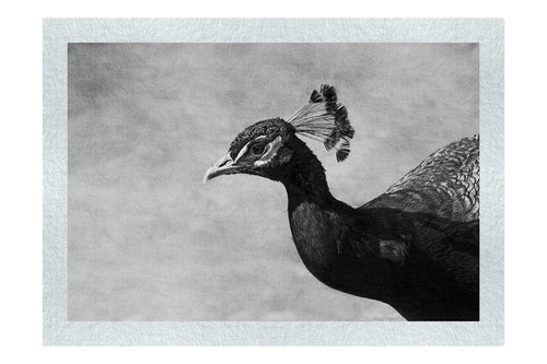Peacock - Monochrome Fine Art Print - Wildlife Category