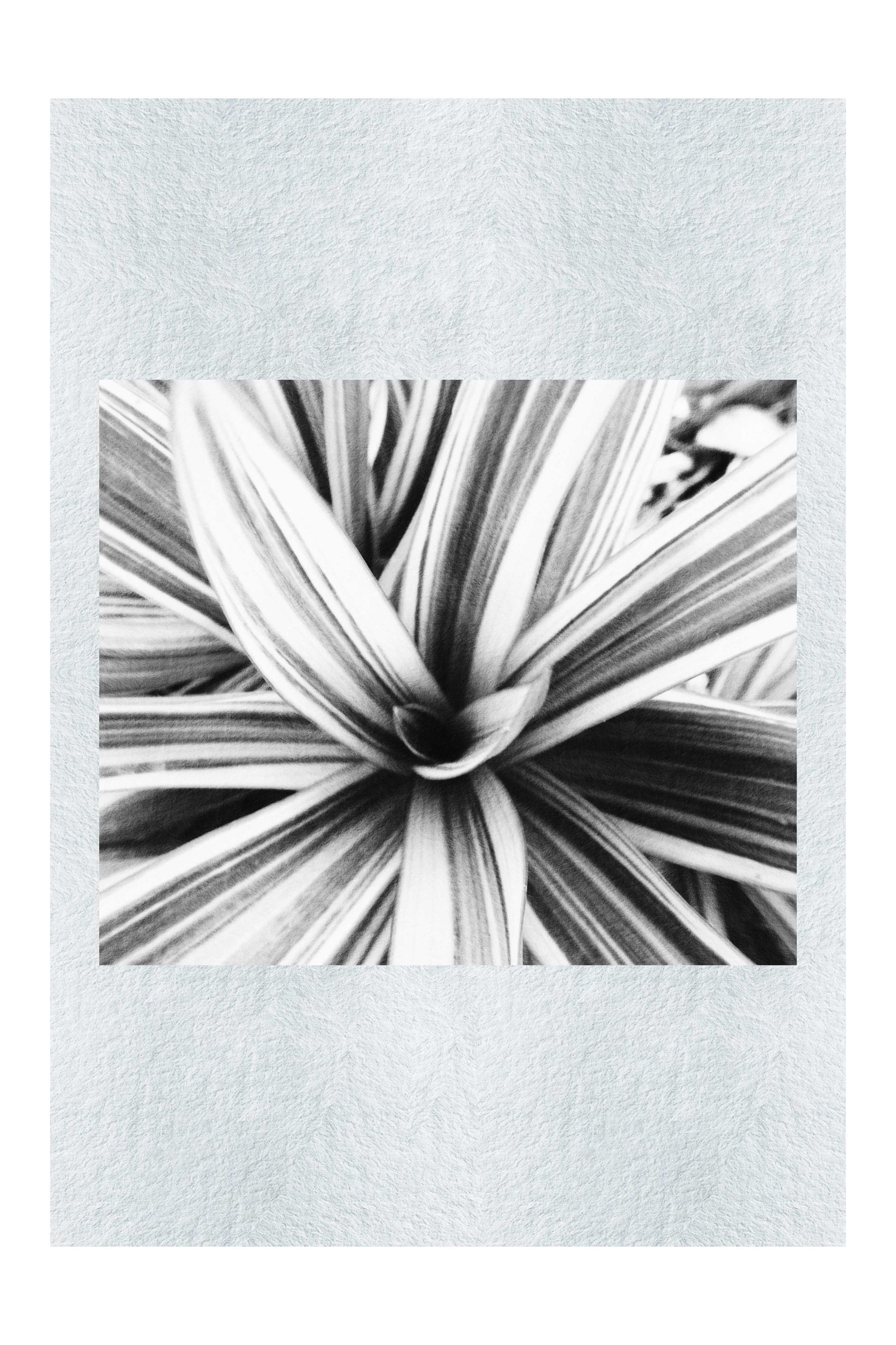 Tropical Glow - Monochrome Fine Art Print - Abstract Category