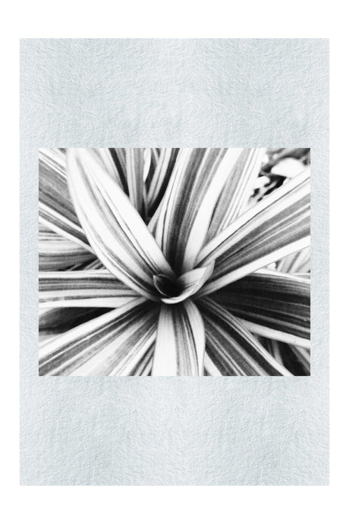 Tropical Glow - Monochrome Fine Art Print - Abstract Category