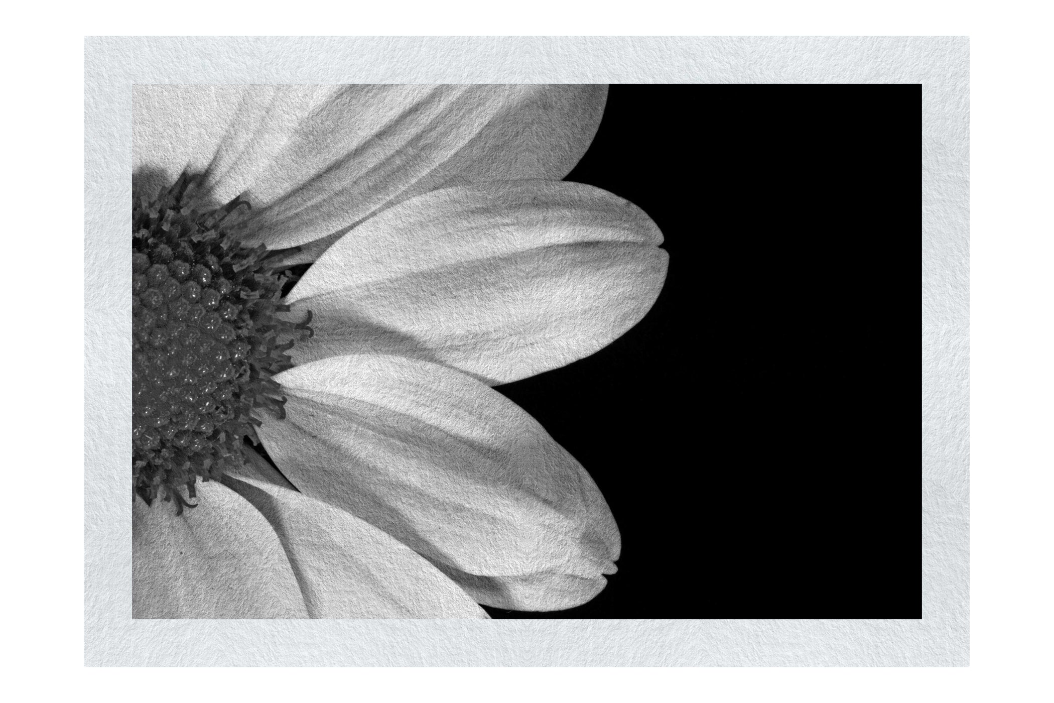 Delicate Daisy - Monochrome Fine Art Print - Flowers & Plants Category
