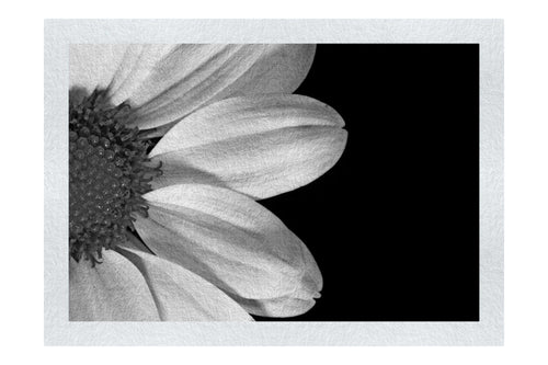 Delicate Daisy - Monochrome Fine Art Print - Flowers & Plants Category