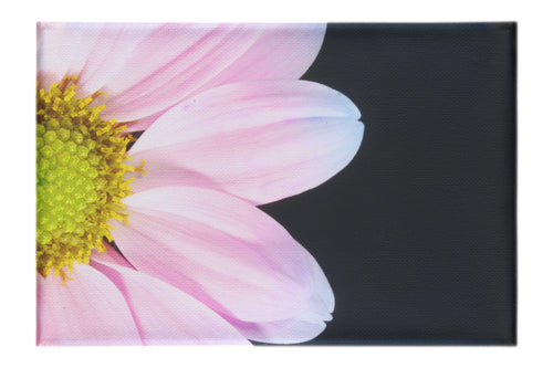Delicate Daisy - Canvas Print - Flowers & Plants Category