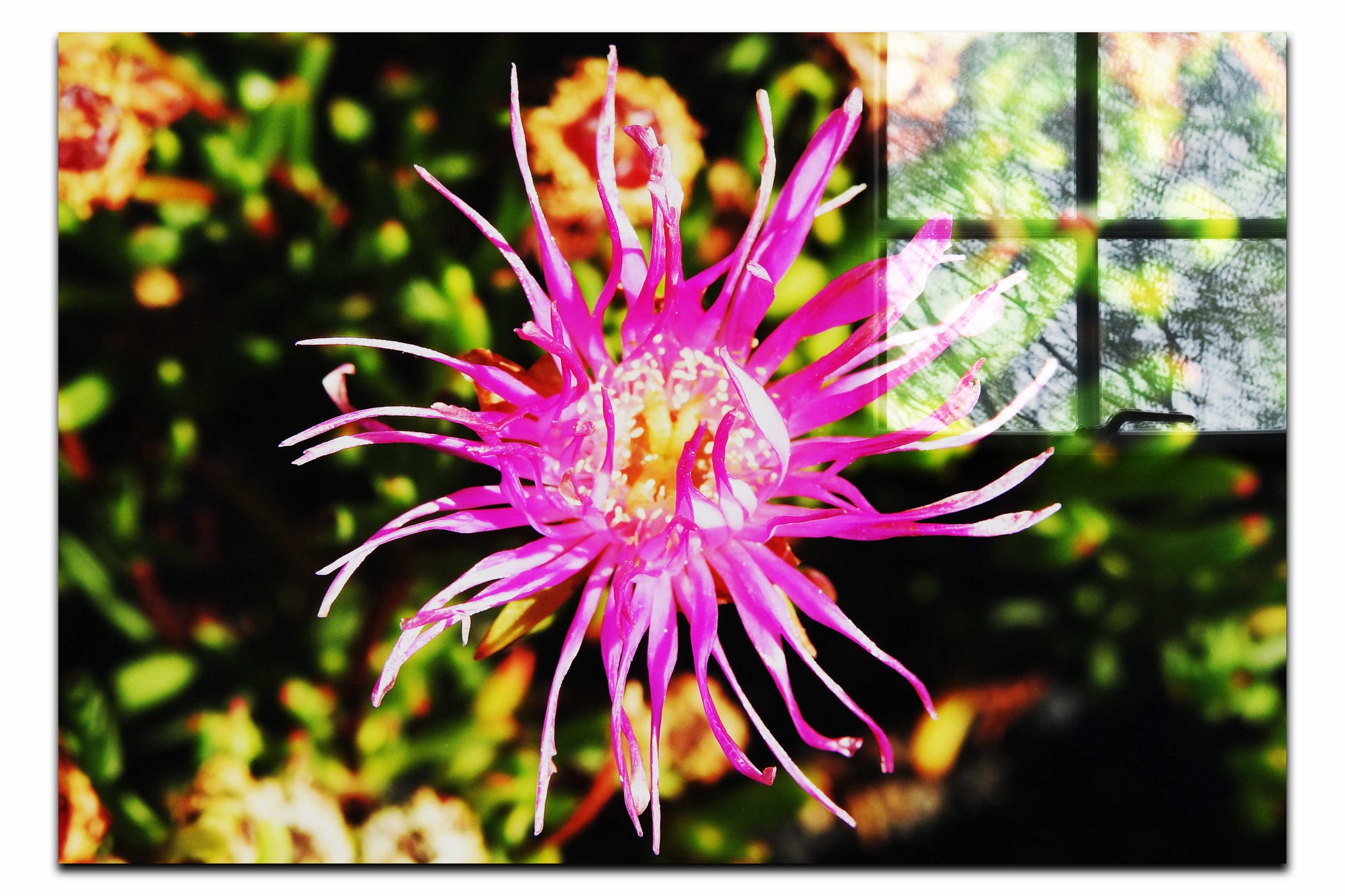 Fireworks in Bloom - Acrylic Print - Flowers & Plants Category