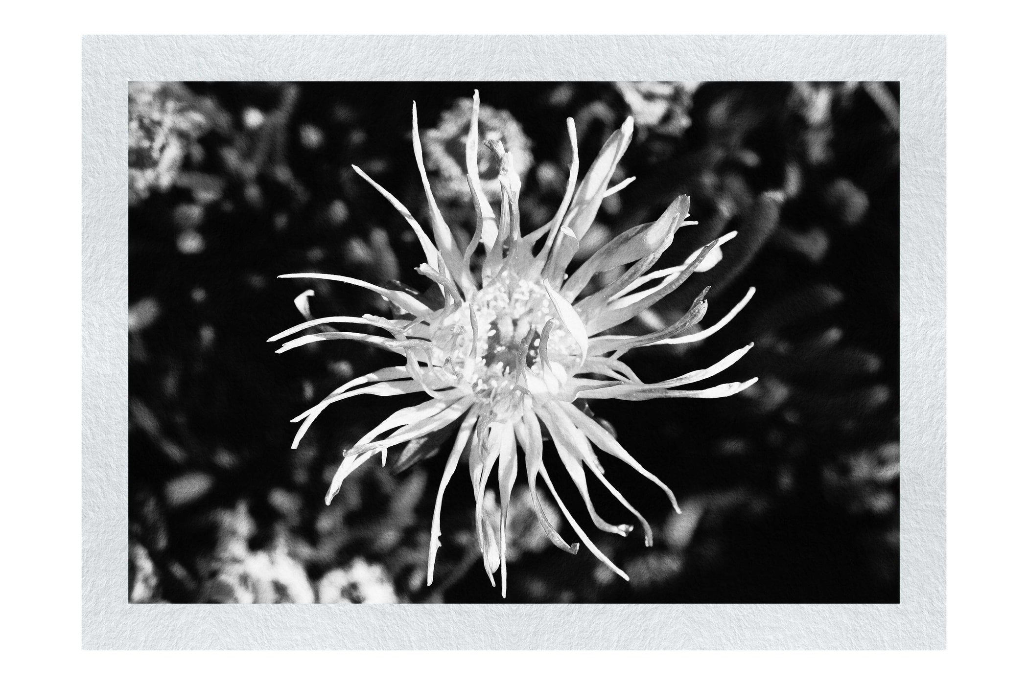 Fireworks in Bloom - Monochrome Fine Art Print - Flowers & Plants Category