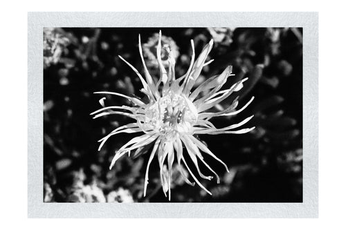 Fireworks in Bloom - Monochrome Fine Art Print - Flowers & Plants Category