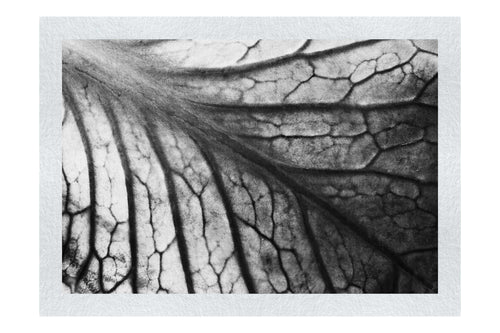Leaf Luminescence - Monochrome Fine Art Print - Flowers & Plants Category