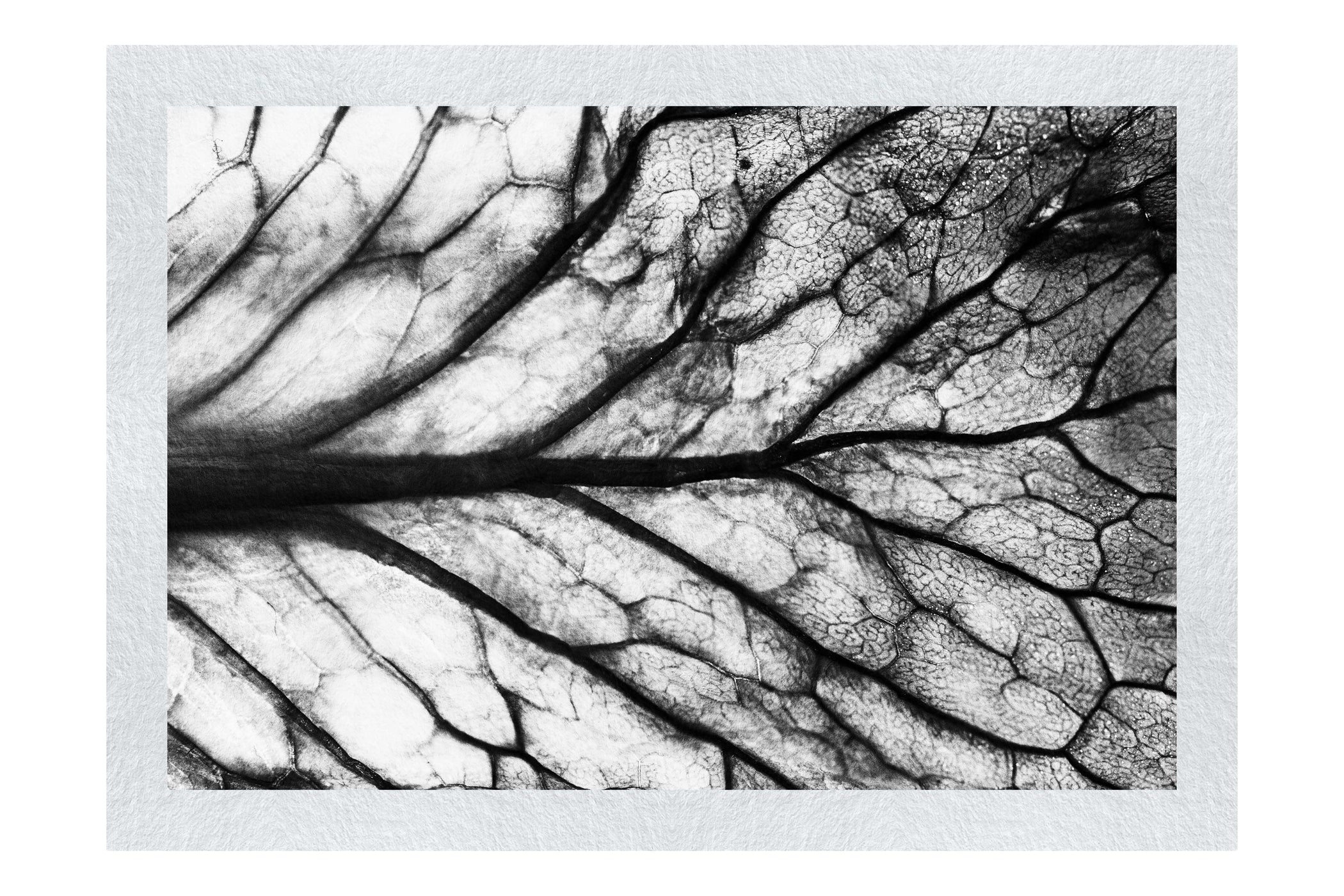 Veins of Violet - Monochrome Fine Art Print - Flowers & Plants Category