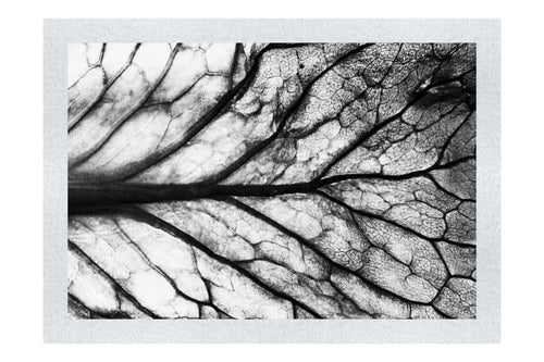 Veins of Violet - Monochrome Fine Art Print - Flowers & Plants Category