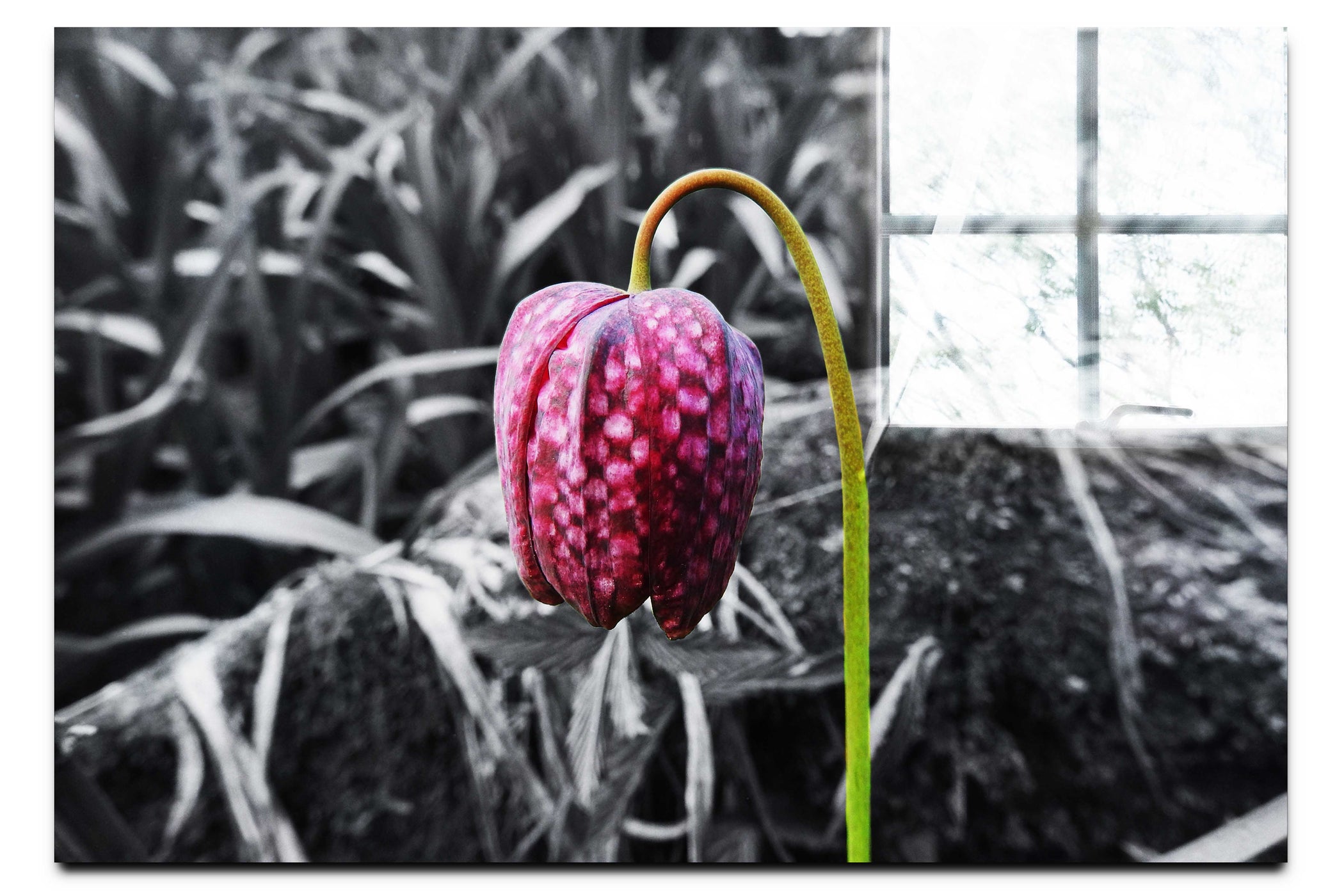 The Last Dance: Fritillaria - Acrylic Print - Flowers & Plants Category