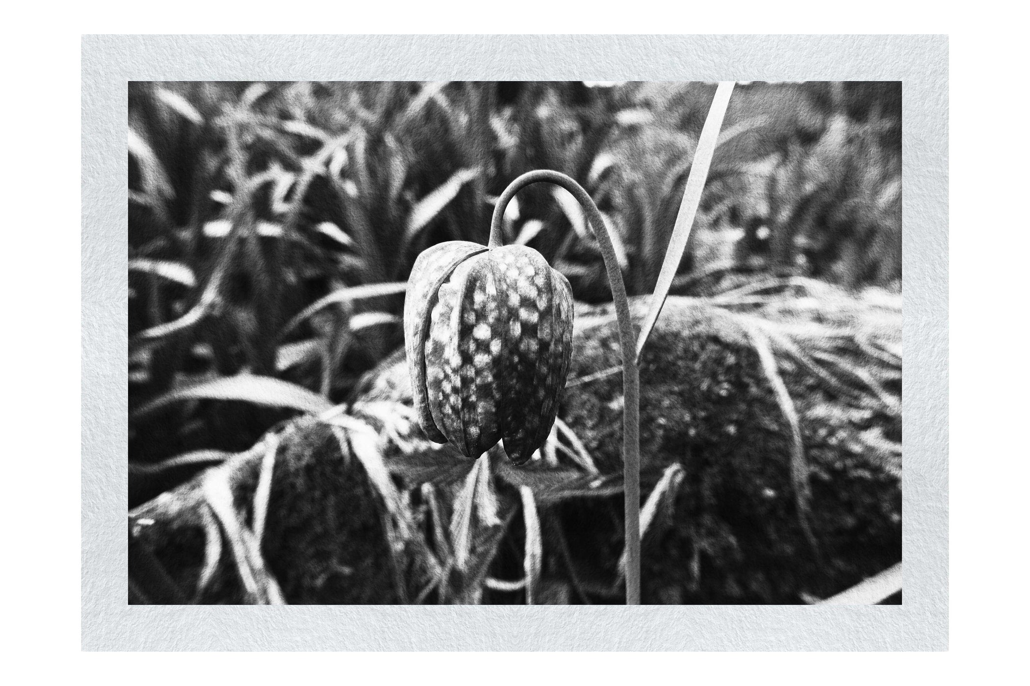 The Last Dance: Fritillaria - Monochrome Fine Art Print - Flowers & Plants Category
