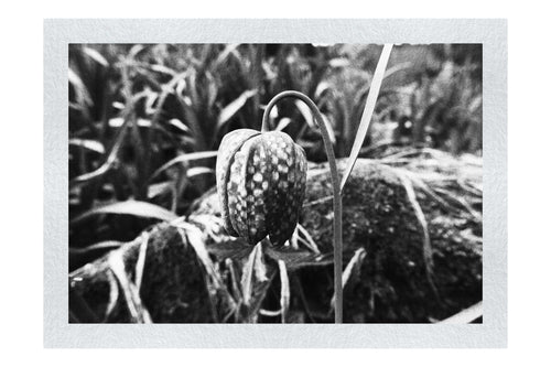 The Last Dance: Fritillaria - Monochrome Fine Art Print - Flowers & Plants Category