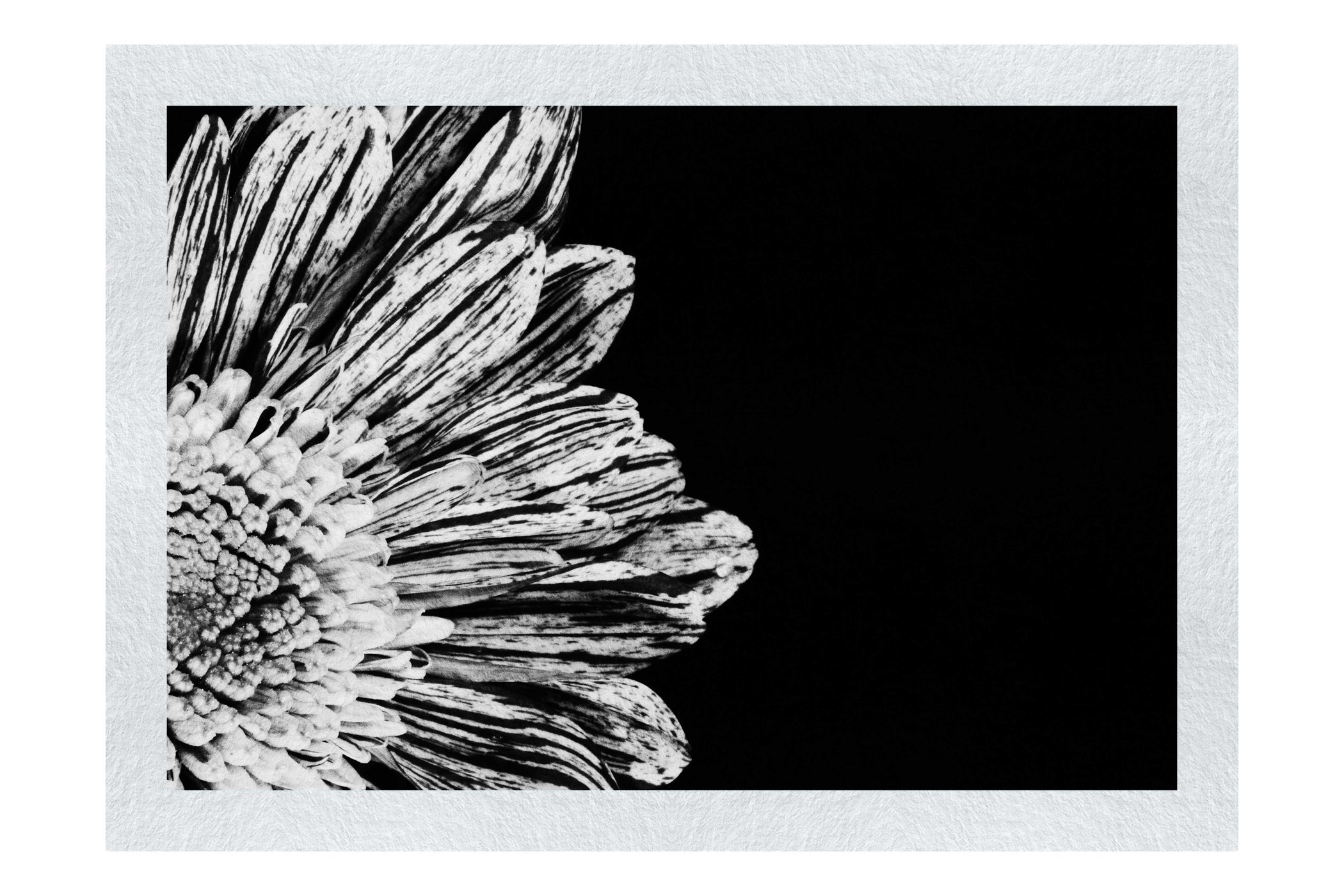 Radiant Petals - Monochrome Fine Art Print - Flowers & Plants Category
