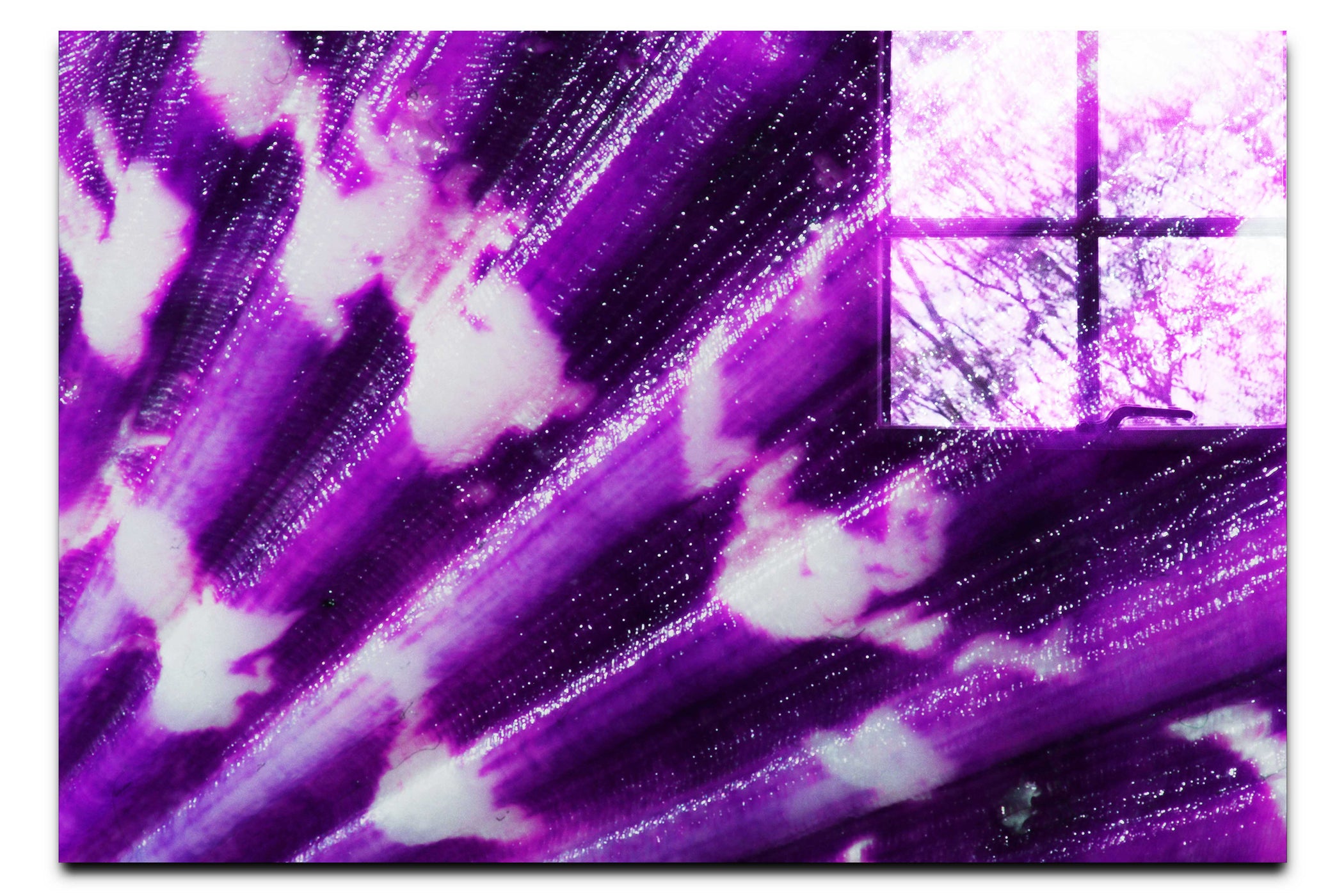 Cerise Calico Shell Enhanced - Acrylic Print - Aquatic Art Category