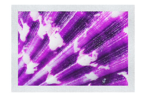 Cerise Calico Shell Enhanced - Fine Art Print - Aquatic Art Category