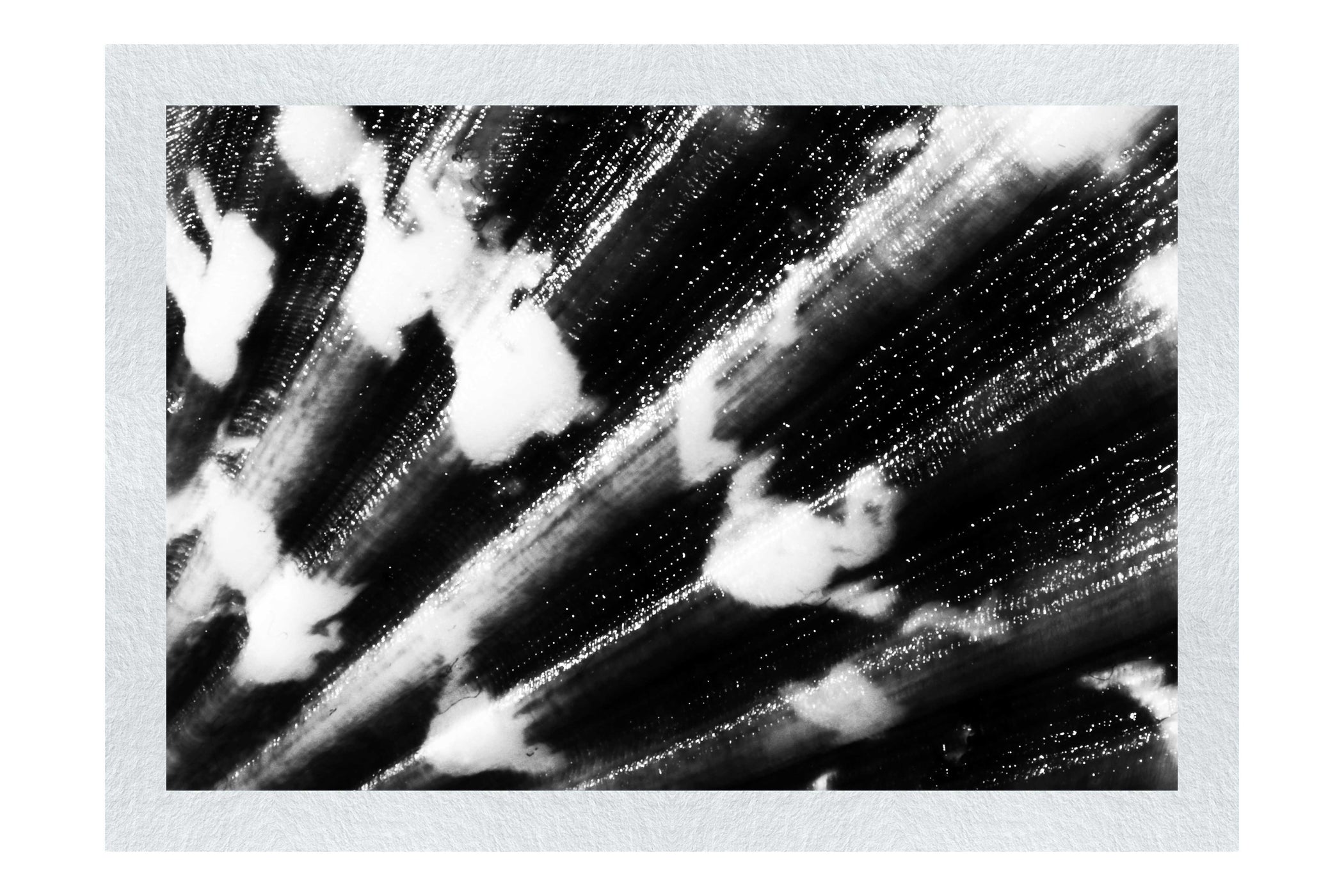 Cerise Calico Shell Enhanced - Monochrome Fine Art Print - Aquatic Art Category