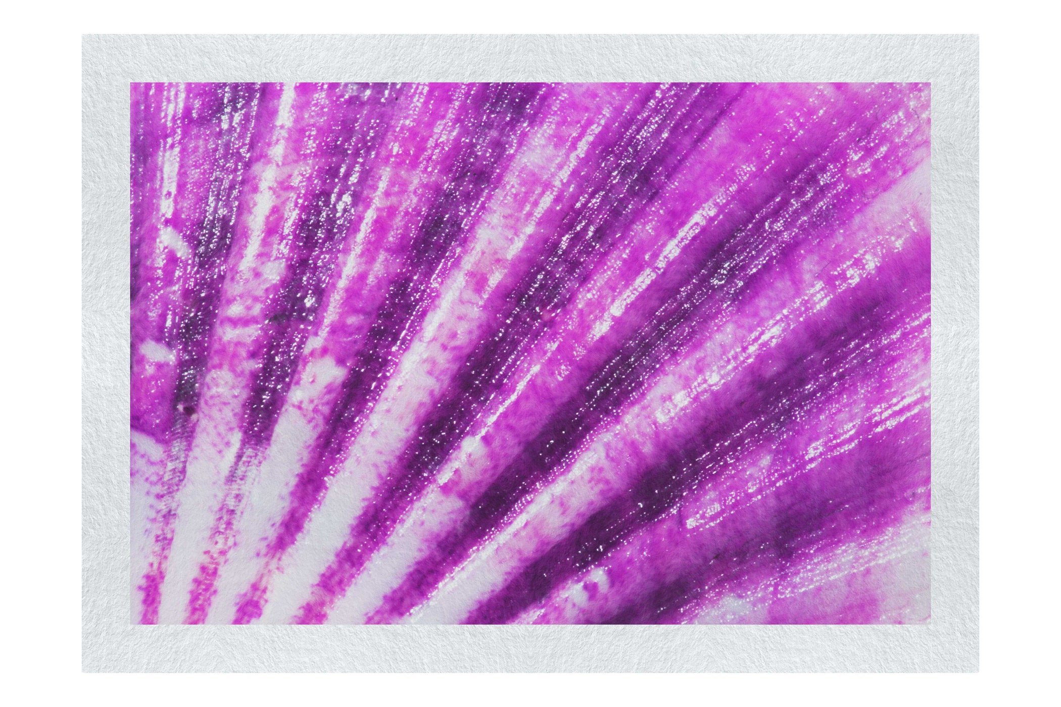 Mardi Gras Calico Shell - Fine Art Print - Aquatic Art Category