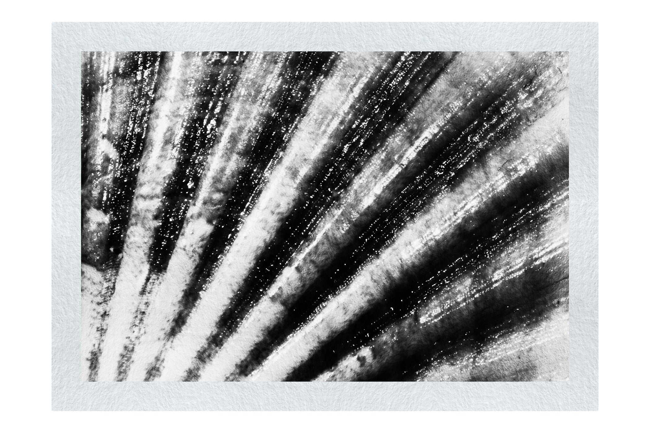 Mardi Gras Calico Shell - Monochrome Fine Art Print - Aquatic Art Category