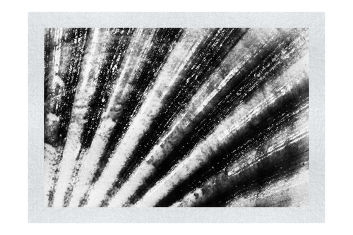 Mardi Gras Calico Shell - Monochrome Fine Art Print - Aquatic Art Category