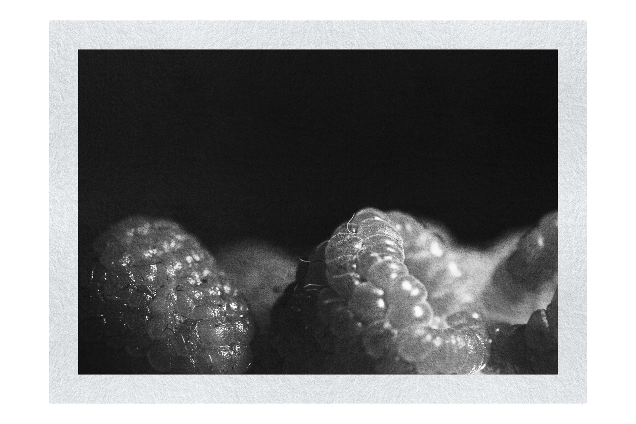 Berries in shadow - Monochrome Fine Art Print - Food Art Category