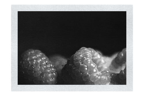 Berries in shadow - Monochrome Fine Art Print - Food Art Category