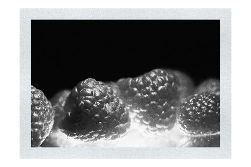 Crimson Harvest - Monochrome Fine Art Print - Food Art Category