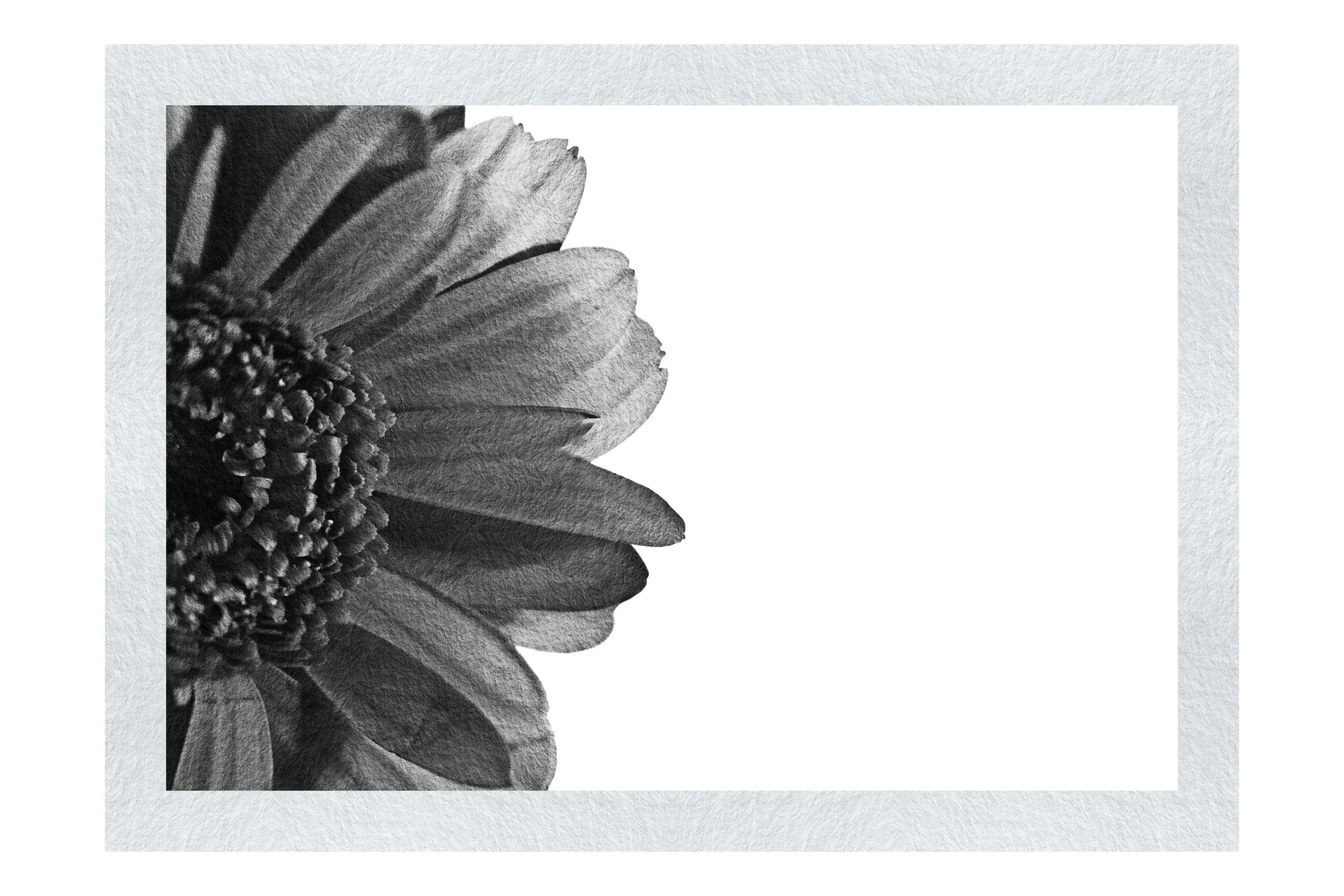 Red Petal Flower - Monochrome Fine Art Print - Flowers & Plants Category