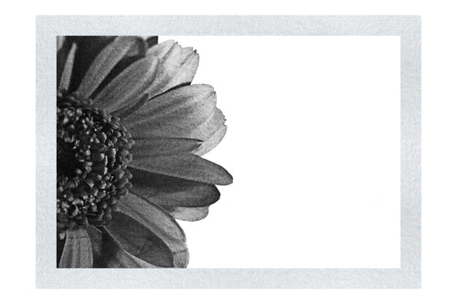 Red Petal Flower - Monochrome Fine Art Print - Flowers & Plants Category