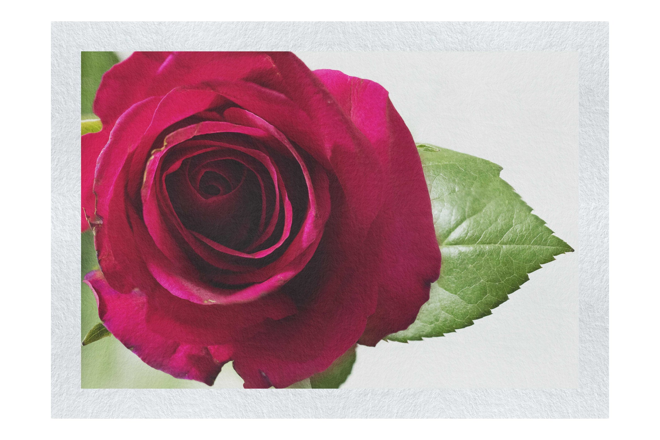 Red Rose - Fine Art Print - Flowers & Plants Category