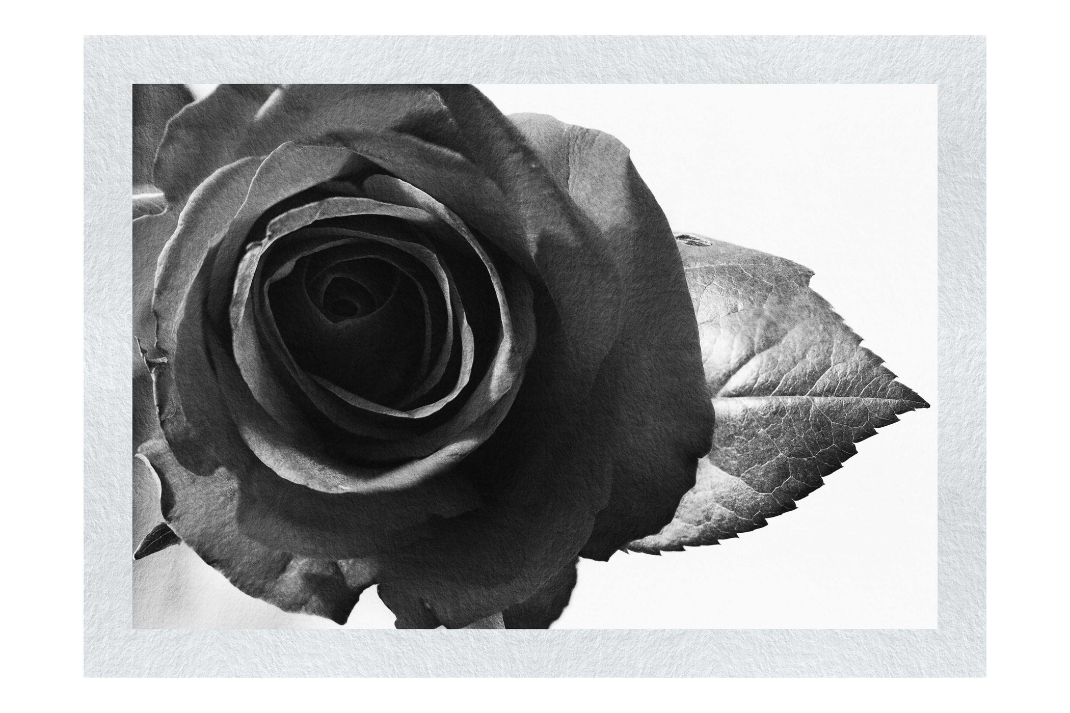 Red Rose - Monochrome Fine Art Print - Flowers & Plants Category