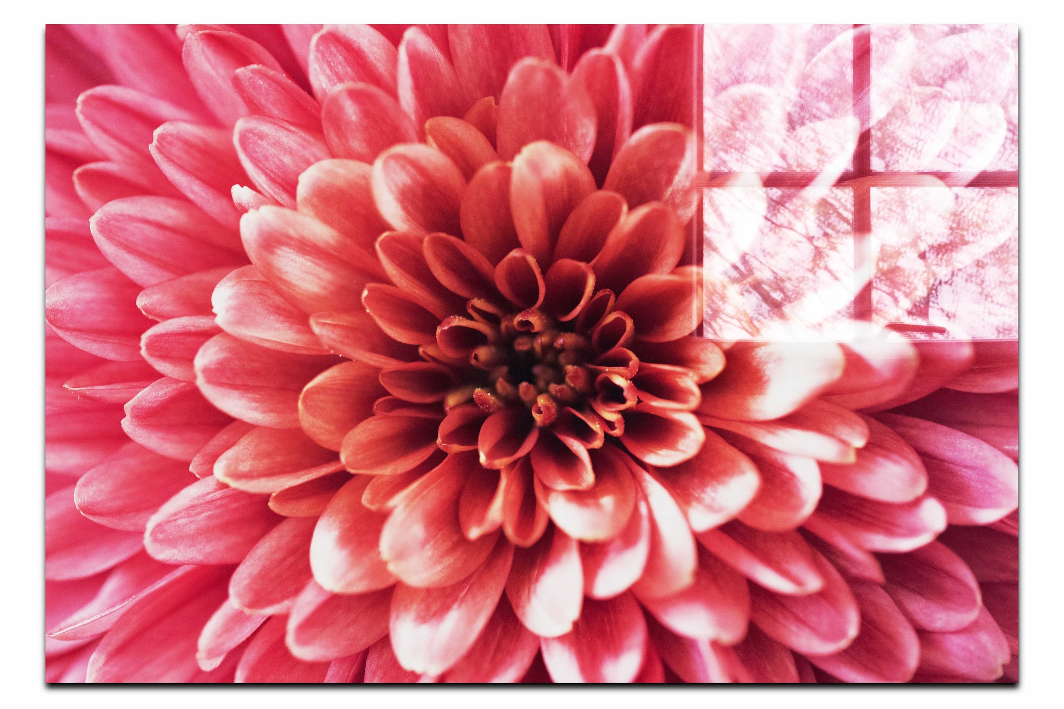 Pink Chrysanthemum - Acrylic Print - Abstract Category