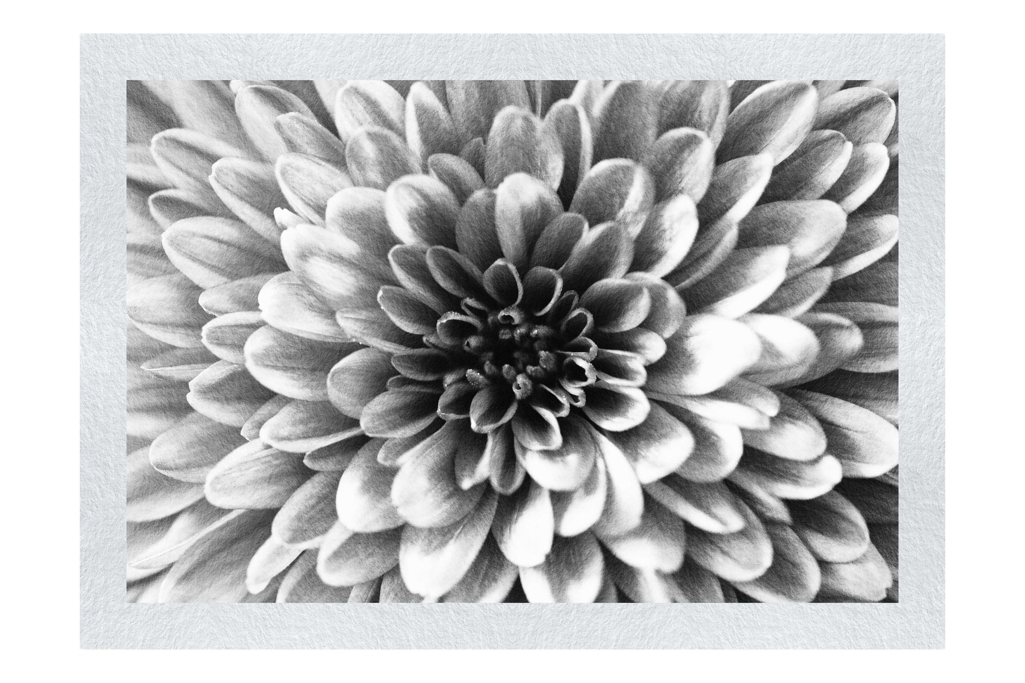 Pink Chrysanthemum - Monochrome Fine Art Print - Abstract Category