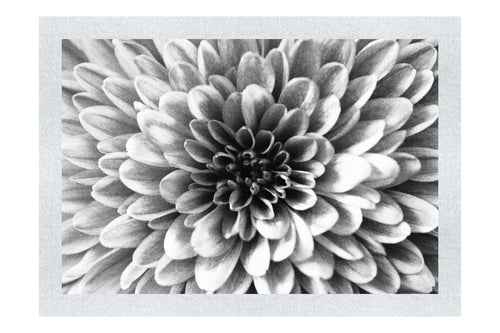 Pink Chrysanthemum - Monochrome Fine Art Print - Abstract Category