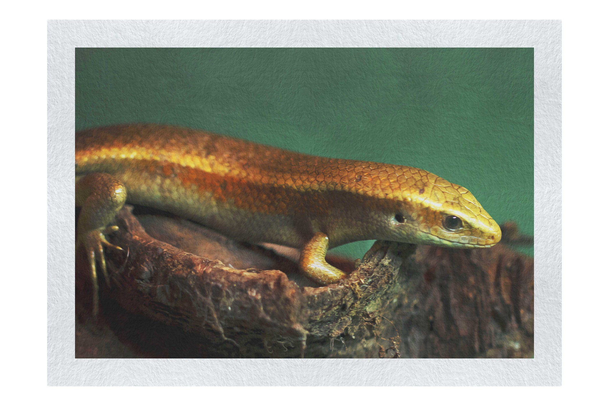 Golden Skink - Fine Art Print - Wildlife Category