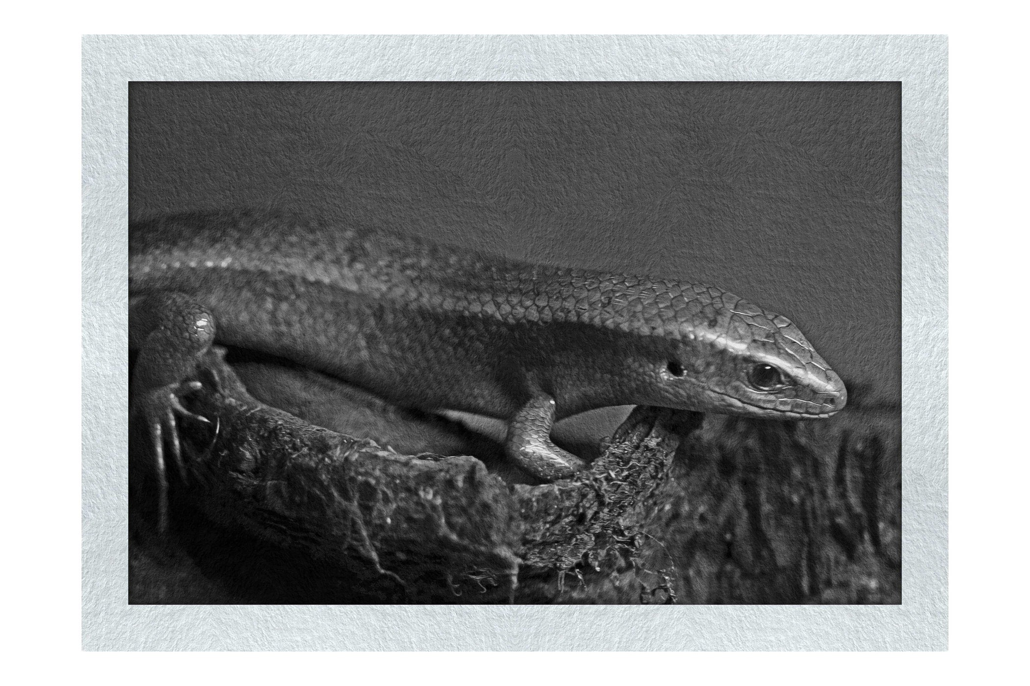Golden Skink - Monochrome Fine Art Print - Wildlife Category