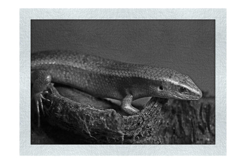 Golden Skink - Monochrome Fine Art Print - Wildlife Category
