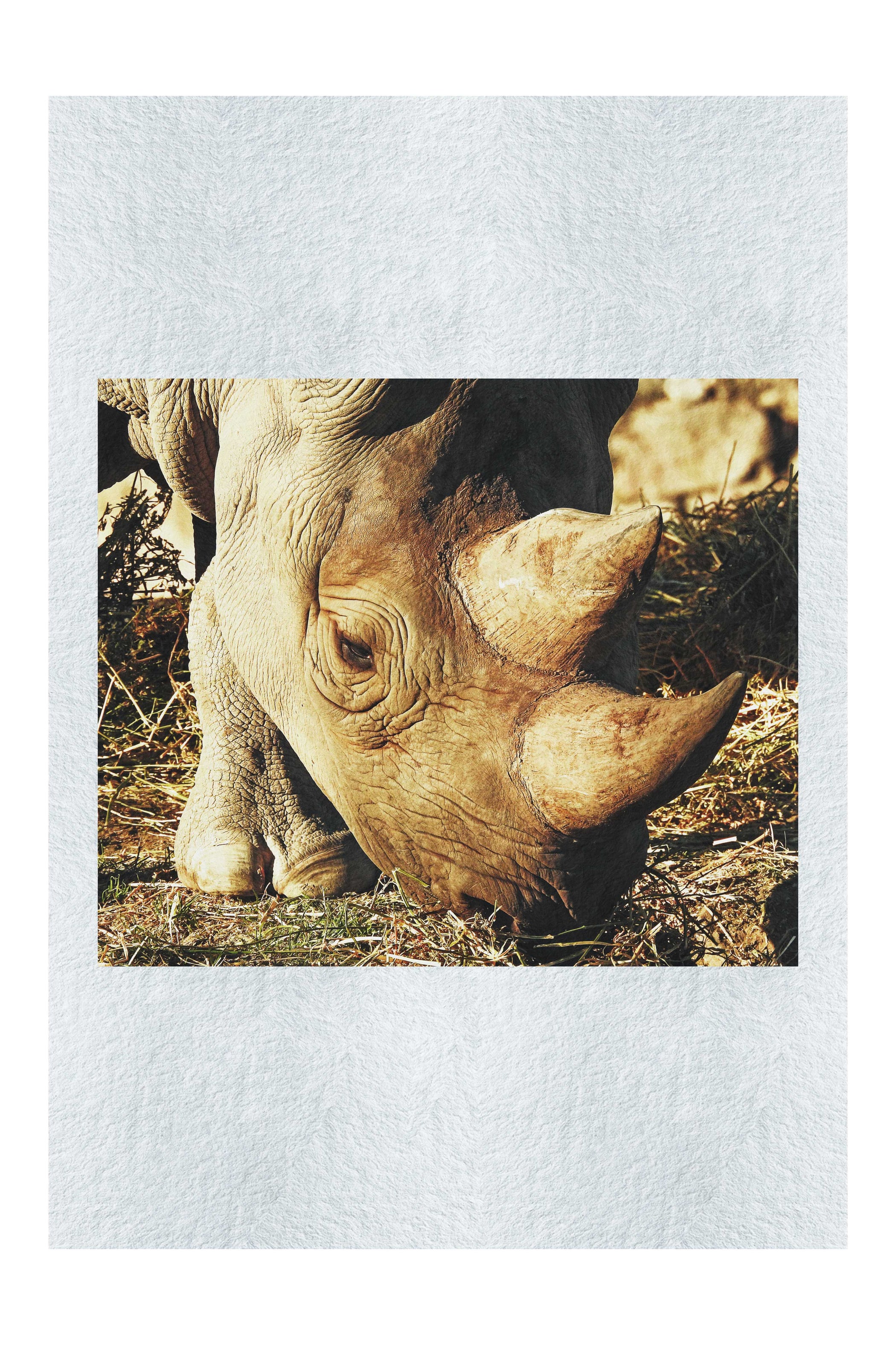 Ancient Guardian - Fine Art Print - Wildlife Category