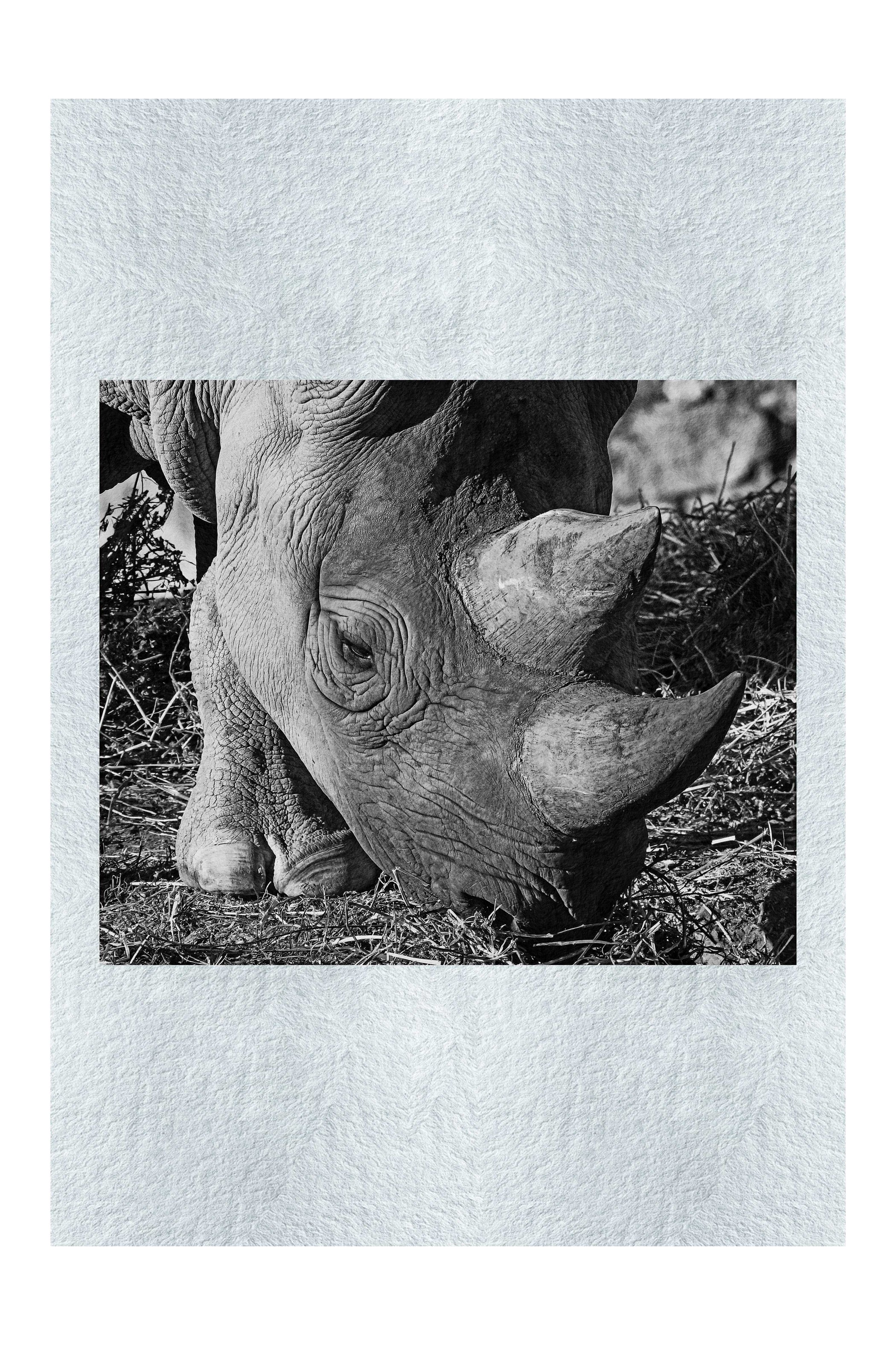 Ancient Guardian - Monochrome Fine Art Print - Wildlife Category