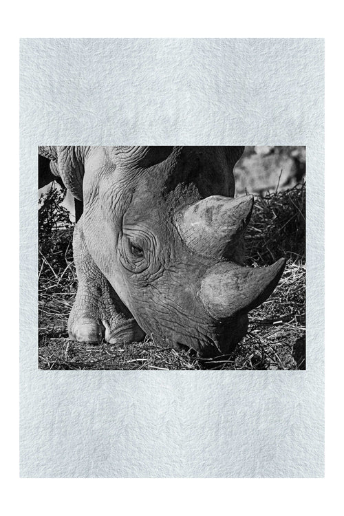 Ancient Guardian - Monochrome Fine Art Print - Wildlife Category