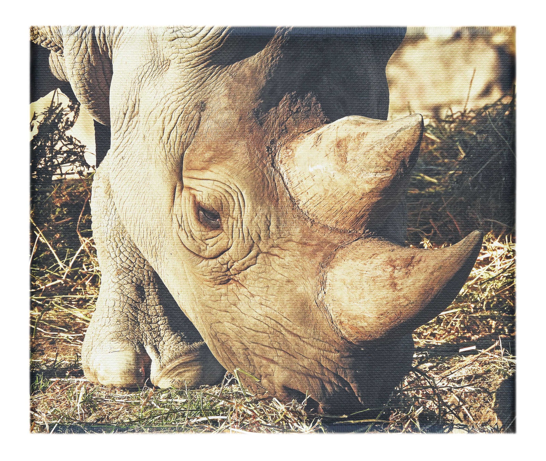 Ancient Guardian - Canvas Print - Wildlife Category