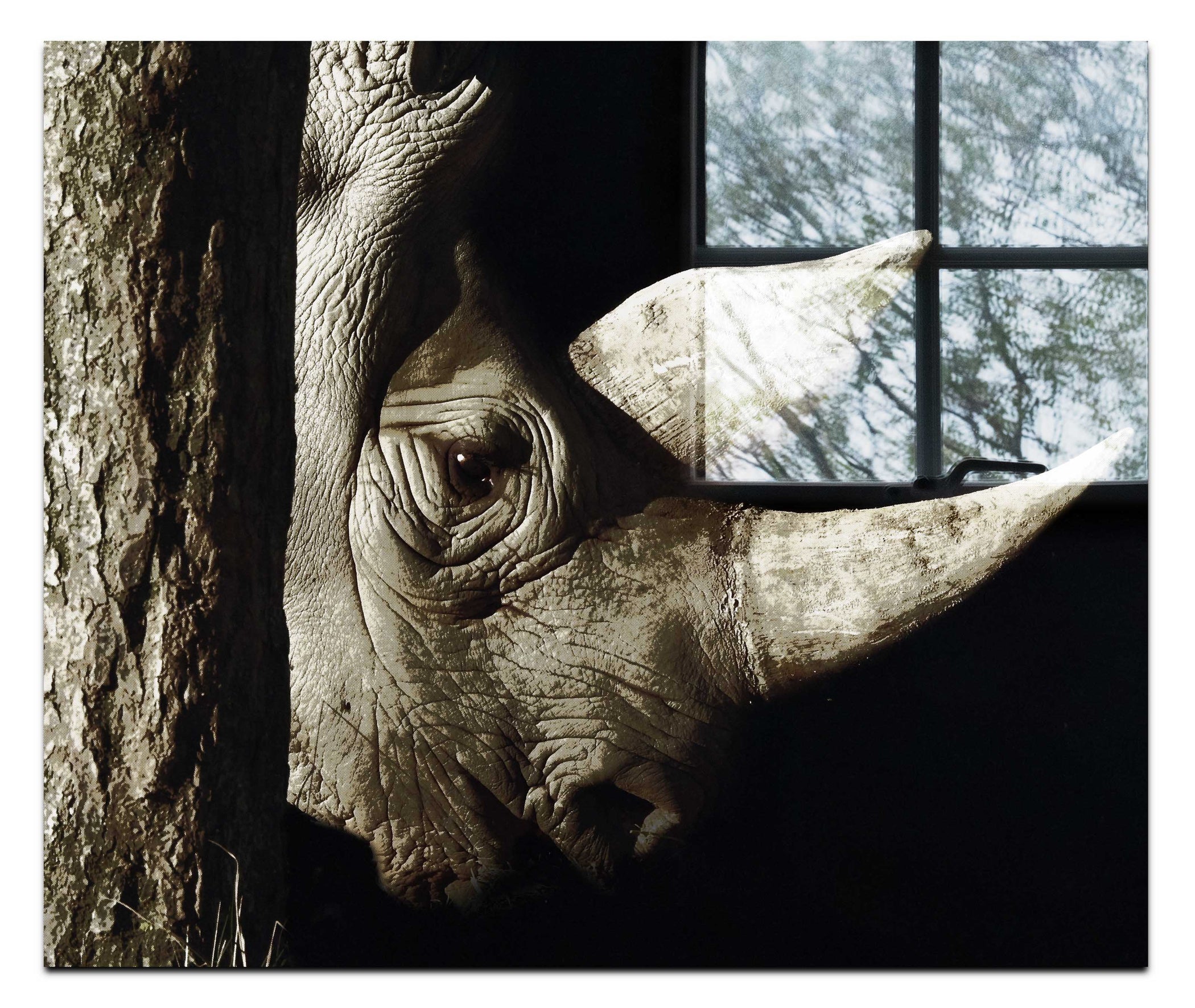 Rhinoceros - Acrylic Print - Rare Edition Category