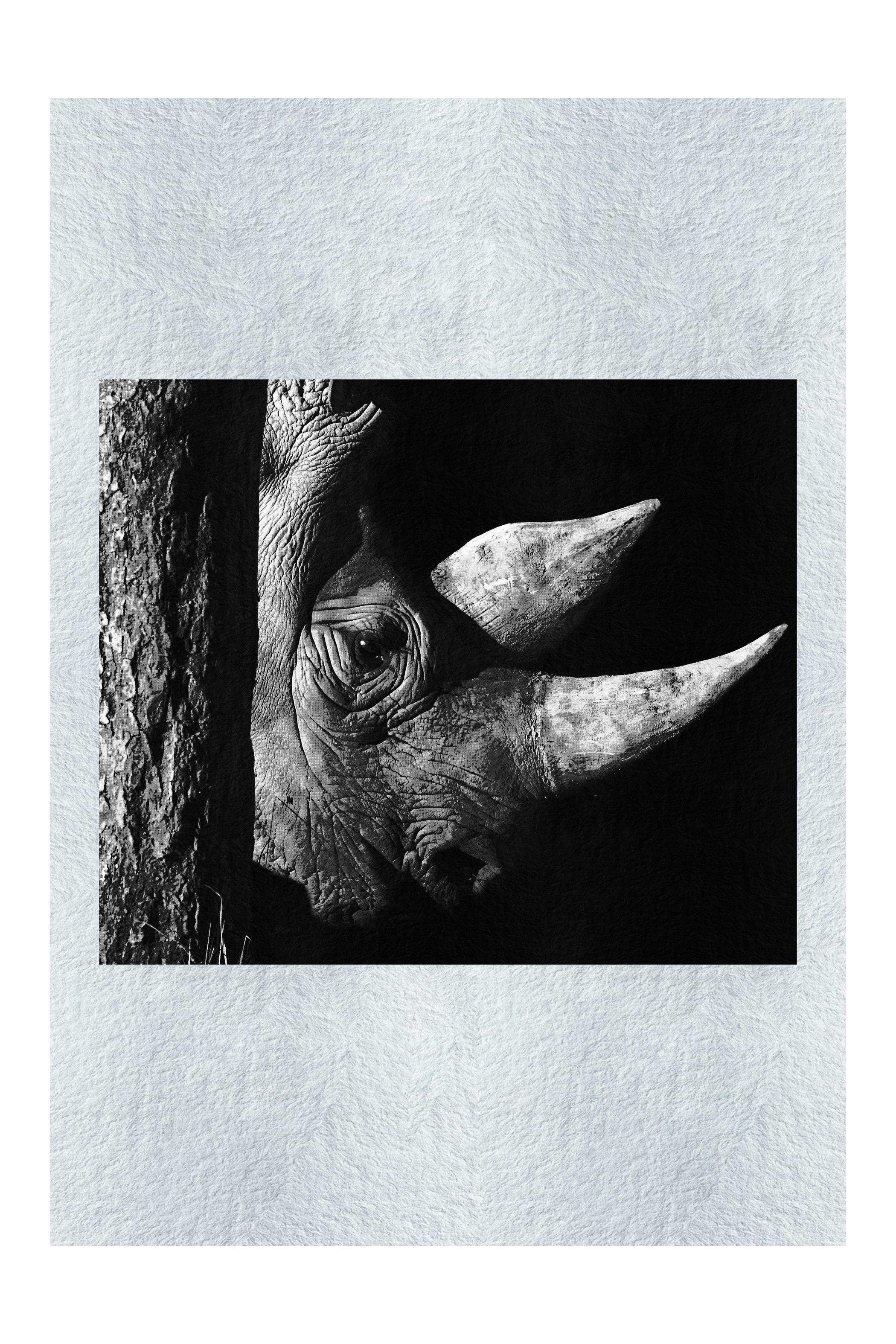 Rhinoceros - Monochrome Fine Art Print - Rare Edition Category